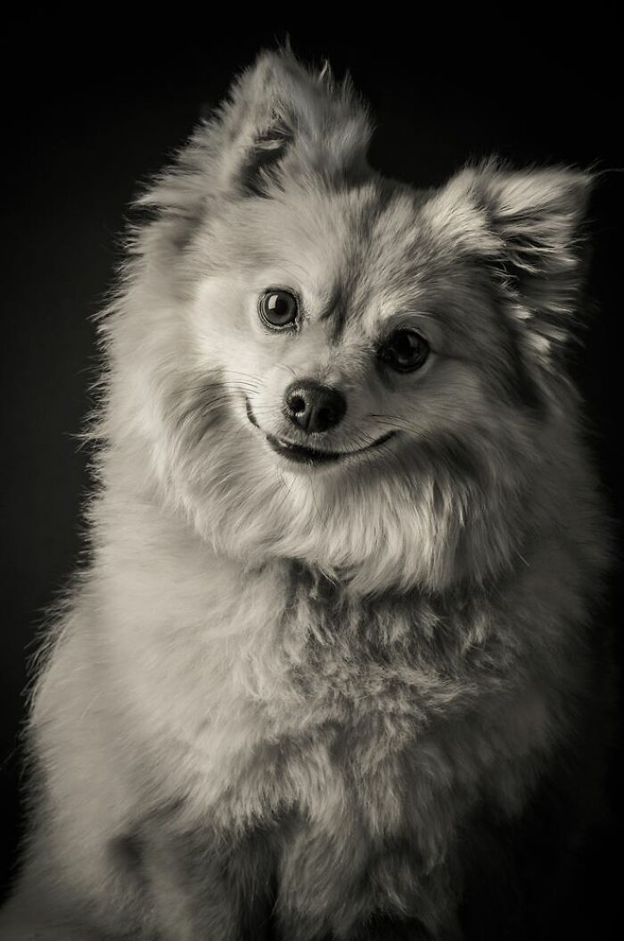 Fluffy smiling dog portrait in black and white, one of the best dog photos shared by the Bored Panda community.