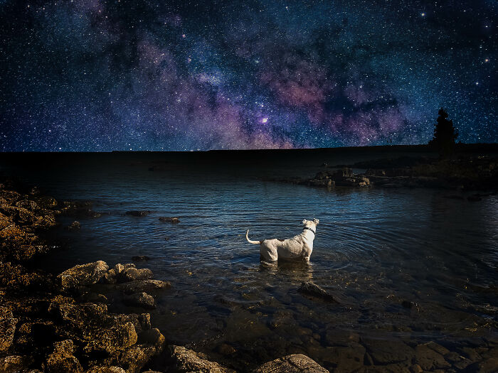 Dog standing in shallow water under a starry night sky, one of the best dog photos shared by the Bored Panda community.