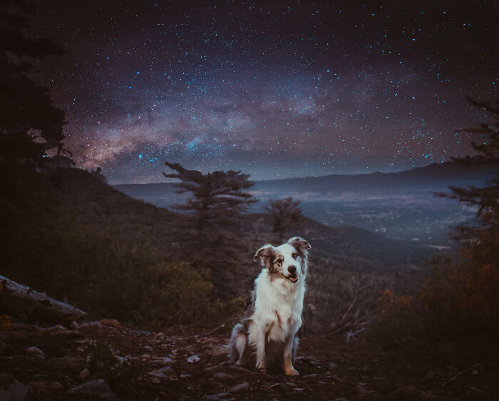 Border collie sitting on a mountain trail under a starry night sky, highlighting the best dog photos outdoors.