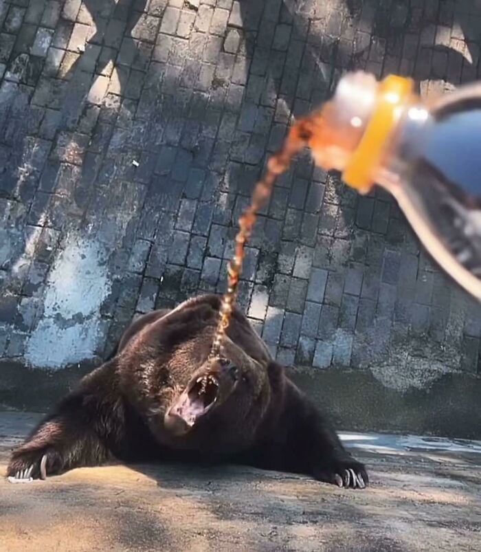 Bear reaching out to catch a soda being poured, a weird animal photo capturing a unique moment.