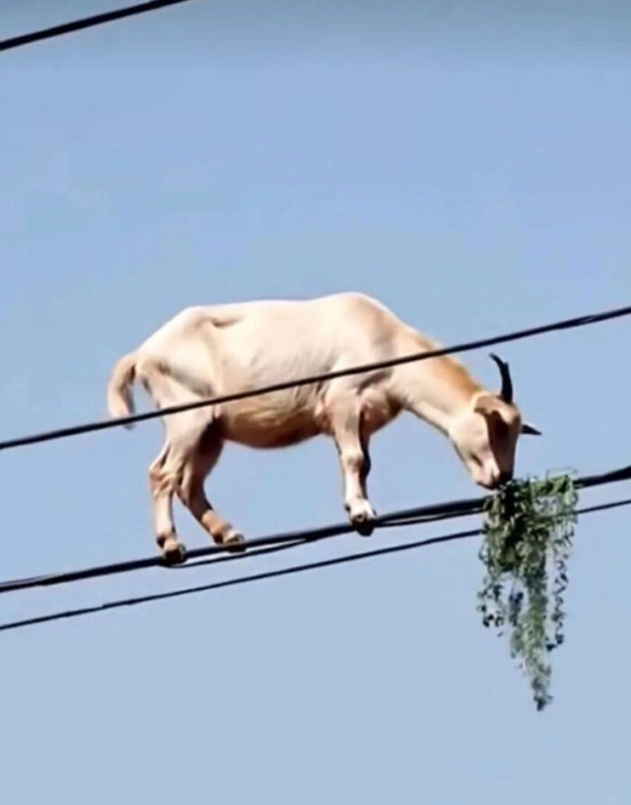 Goat balancing on power lines eating hanging greenery in a weird animal photo against a clear blue sky.