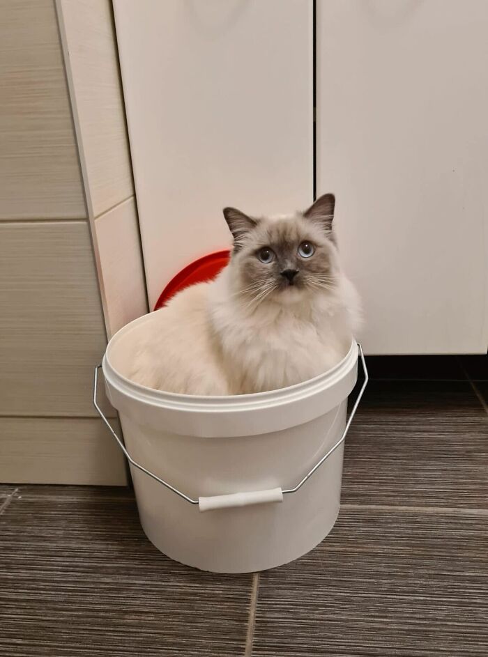 Fluffy cat sitting comfortably inside a white bucket, a silly spot claimed by the pet as their throne.