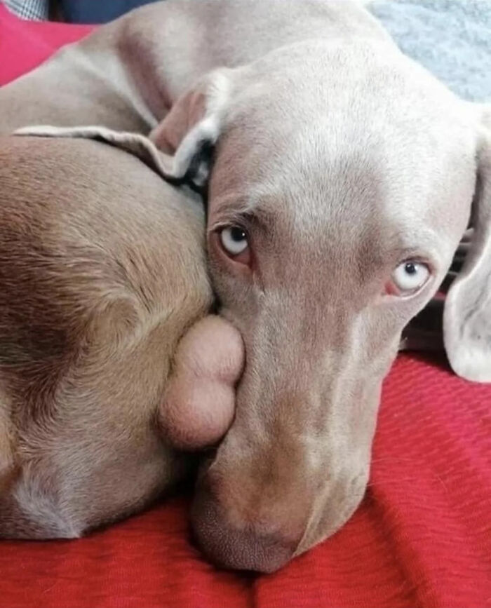 Dog with unusual growth on its face lying on a red blanket, showcasing one of the weird animal photos for sharing.