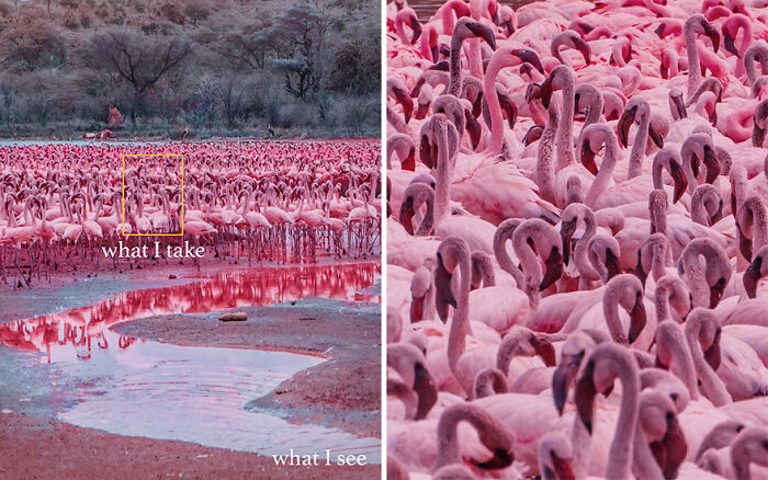 Comparison of what I see versus what I take showing a close-up shot of a flock of pink flamingos captured perfectly