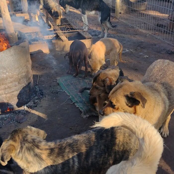 Several homeless dogs gathered in an outdoor sanctuary space beside a fire barrel in a fenced area.