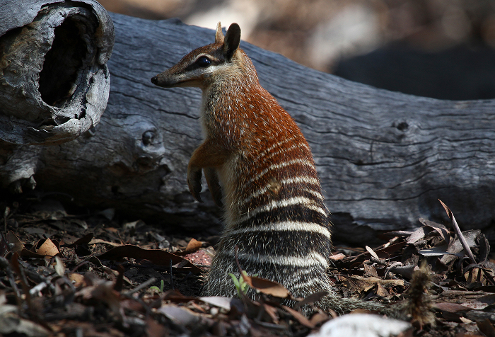 Numbat standing near a log in a forest, one of the unique animals that start with N in natural habitat.