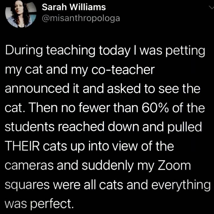 Tweet about a teacher petting a cat leading to a Zoom call filled with cats, illustrating wholesome feel-good moments.
