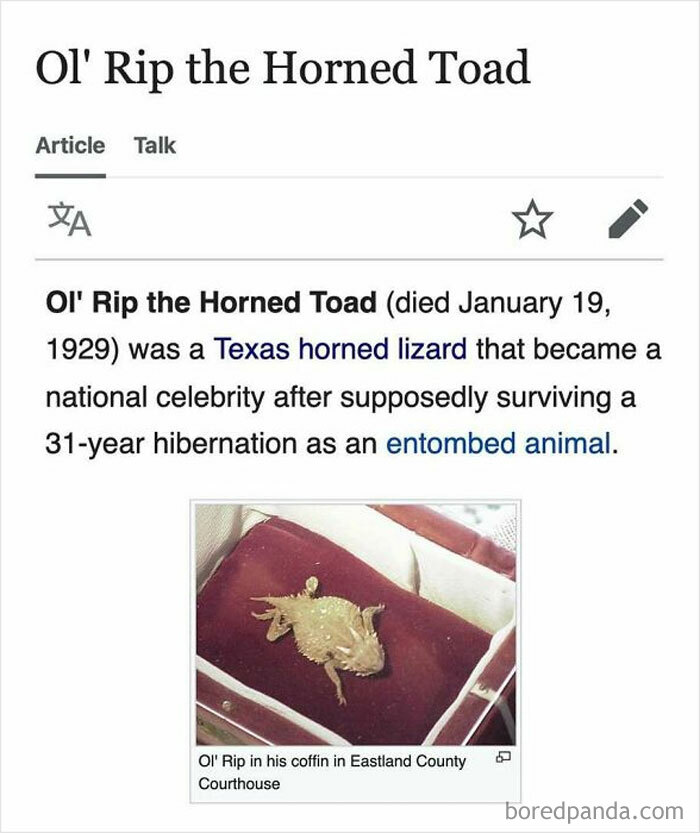 Screenshot of a Wikipedia snippet about Ol' Rip the Horned Toad, a Texas horned lizard featured in funny Wikipedia snippets.