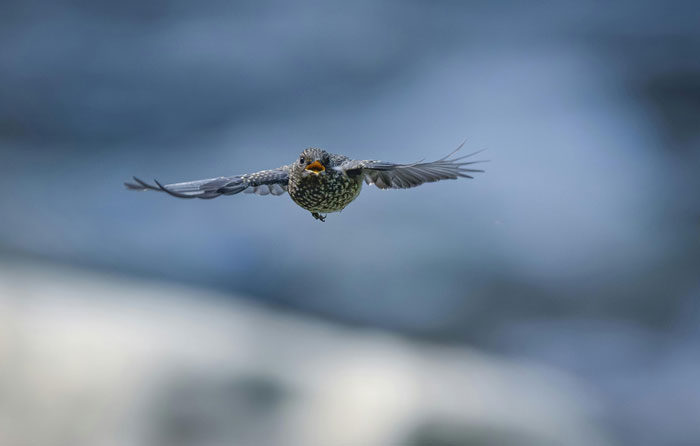 Bird with speckled feathers in mid-flight against a blurred natural background, illustrating wild things people say they've seen.