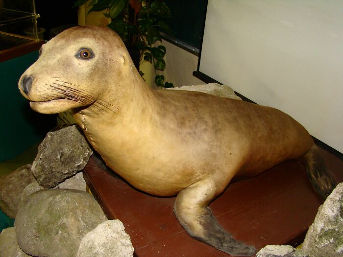 Taxidermy of an extinct seal species displayed among rocks, representing animals that sadly went extinct.