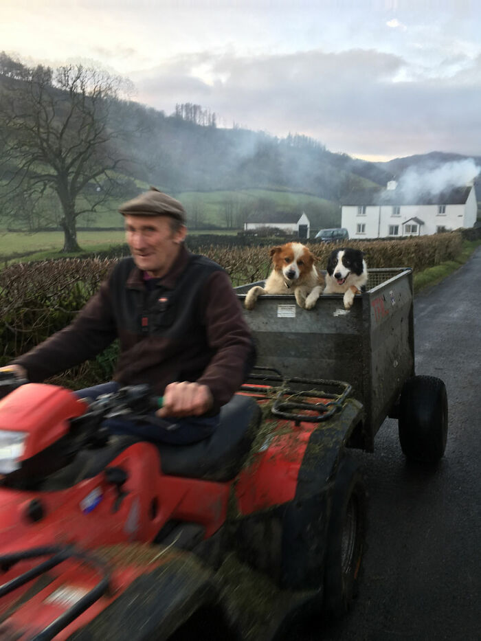 Two dogs riding in a trailer attached to an ATV driven by a man in a rural countryside setting dog photos.