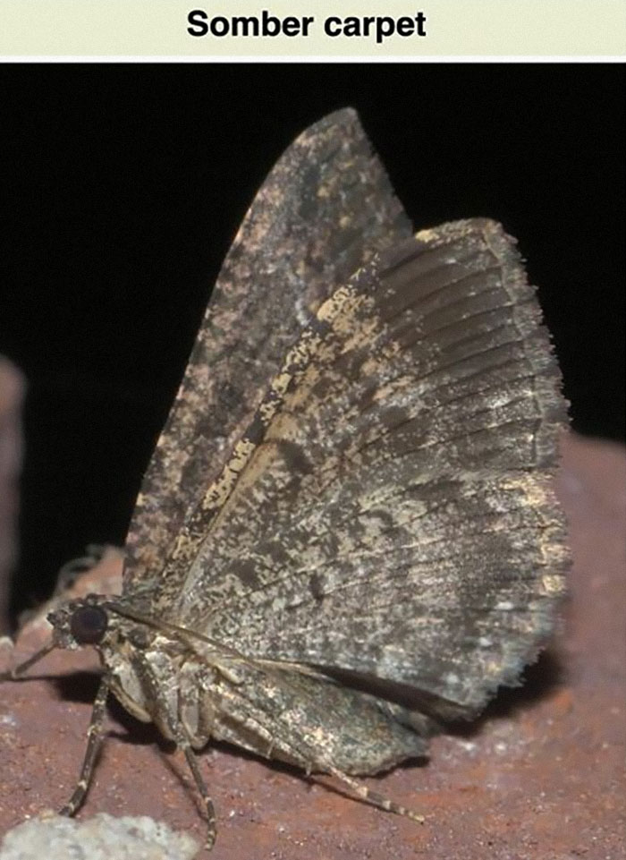 Close-up of a somber carpet moth resting on a surface, featured in funny and interesting Wikipedia snippets.