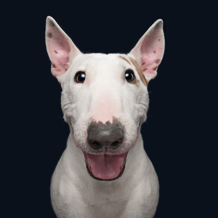 Close-up portrait of a happy Bull Terrier dog smiling, one of the best dog photos shared by the Bored Panda community