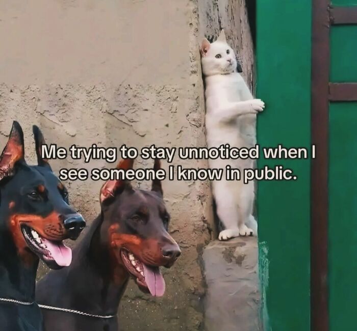 White cat peeking from behind a wall while two Doberman dogs stand nearby, representing introvert everyday life memes.