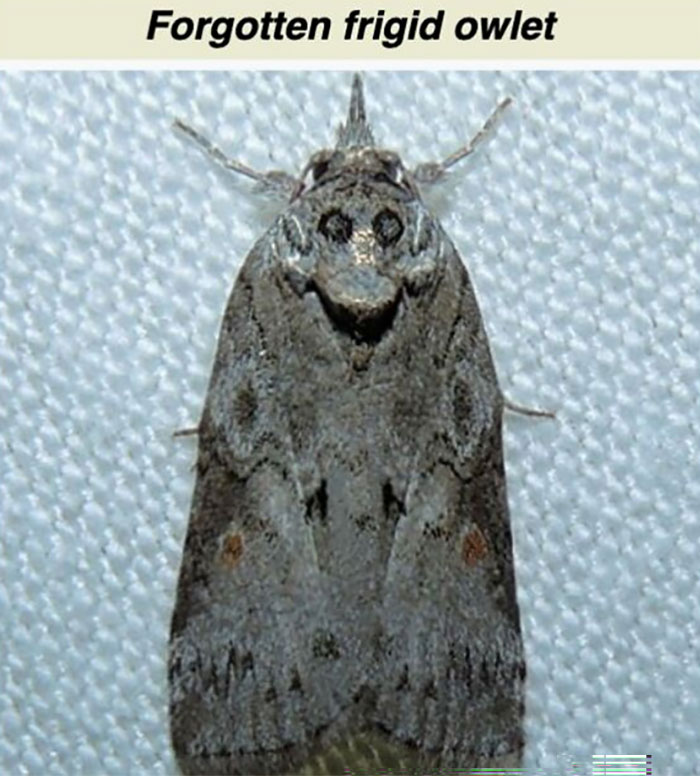 Moth known as forgotten frigid owlet resting on a textured light surface in a funny and interesting Wikipedia snippet.