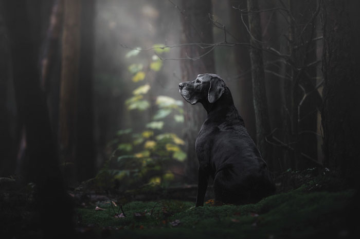 Black dog sitting on moss in a dark forest, captured in one of the best dog photos shared by the community.