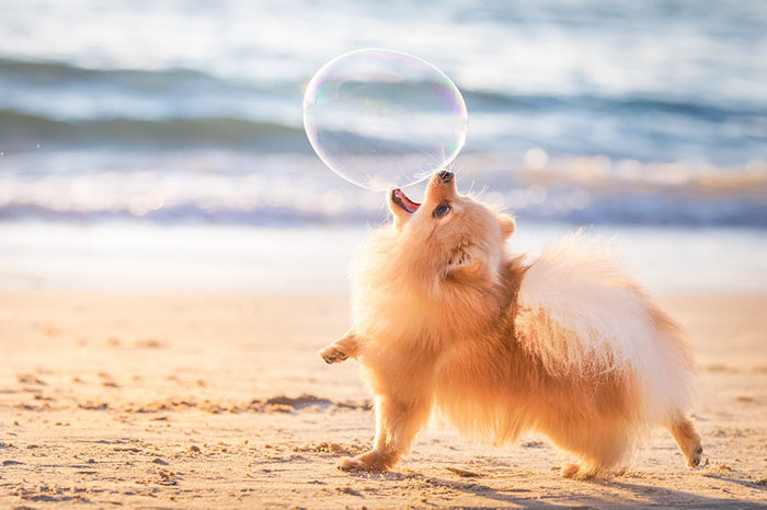 Small fluffy dog on the beach reaching to pop a large floating bubble in one of the best dog photos from the community