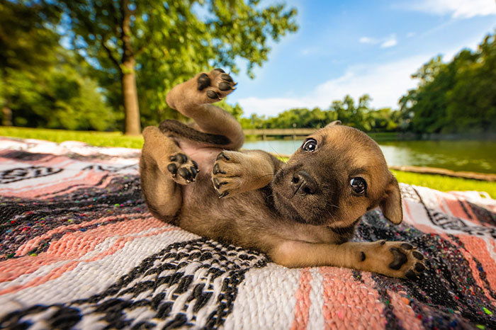Cute puppy lying on a colorful blanket outdoors near a lake, one of the best dog photos shared by the community
