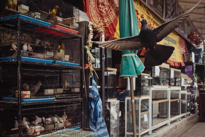 Candid street photo of bird cages in a market with a pigeon flying, capturing everyday urban life moments by Alex McClintock.