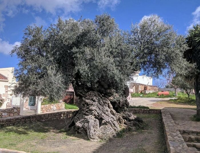 Ancient twisted olive tree with thick gnarled trunk in archaeology world surrounded by old stone buildings and clear sky.
