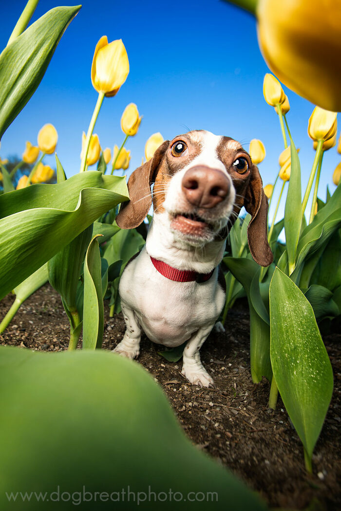Close-up of a curious dog among yellow tulips under a clear blue sky, showcasing one of the best dog photos in nature.