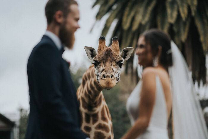 Giraffe between bride and groom during outdoor wedding, capturing one of the most unforgettable wedding photos.