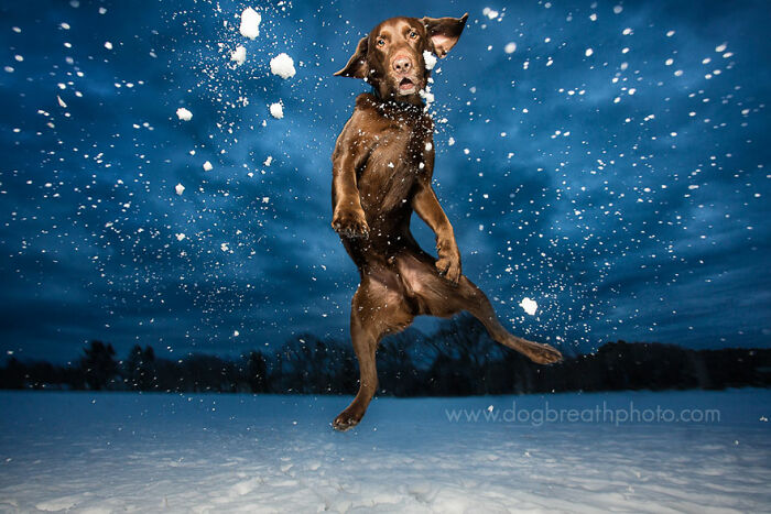 Chocolate dog jumping and playing in the snow at night, captured in a dynamic dog photo shared by the community.