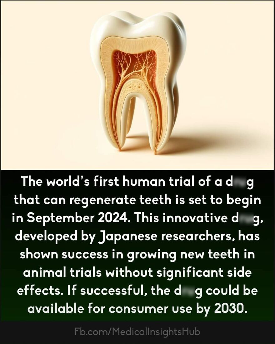 Cross-section illustration of a human tooth paired with medical facts about muscle absence in fingers and tooth regeneration research.