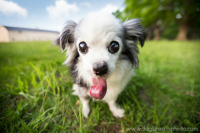 Small dog with tongue out standing on green grass in a close-up shot featured in best dog photos collection.