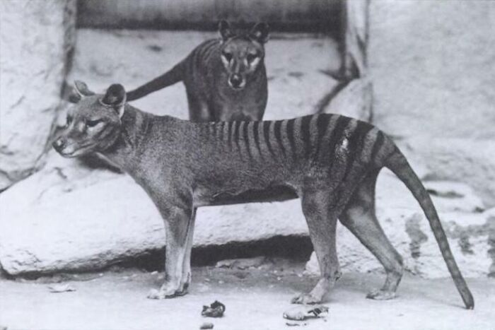 Thylacines standing on rocky ground, an example of animals that sadly went extinct from human impact.