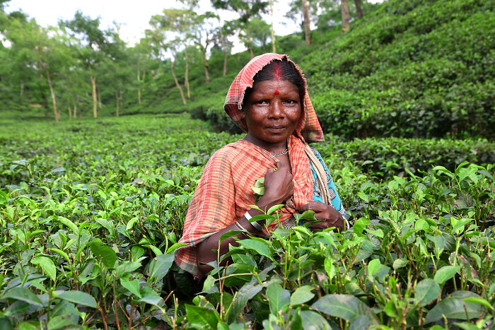 Woman in traditional clothing picking tea leaves in lush green plantation, breathtaking travel photos from the Bored Panda community.