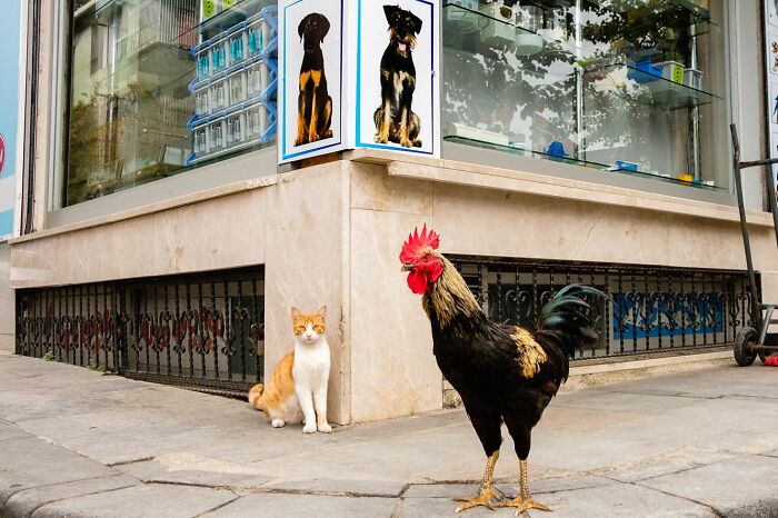 Street photographer captures a cat and rooster standing unexpectedly on a city street corner in urban surroundings.
