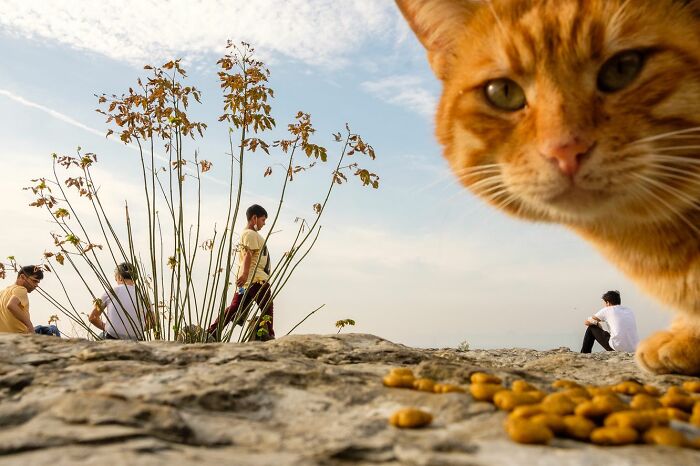 A street photographer captured an unexpected moment with a curious cat and people walking outdoors on rocky terrain.