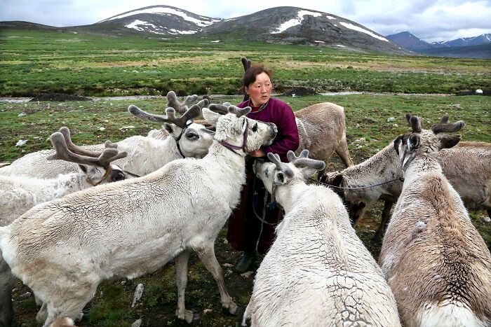 Person surrounded by reindeer in a vast green landscape with mountains, showcasing breathtaking travel photos.