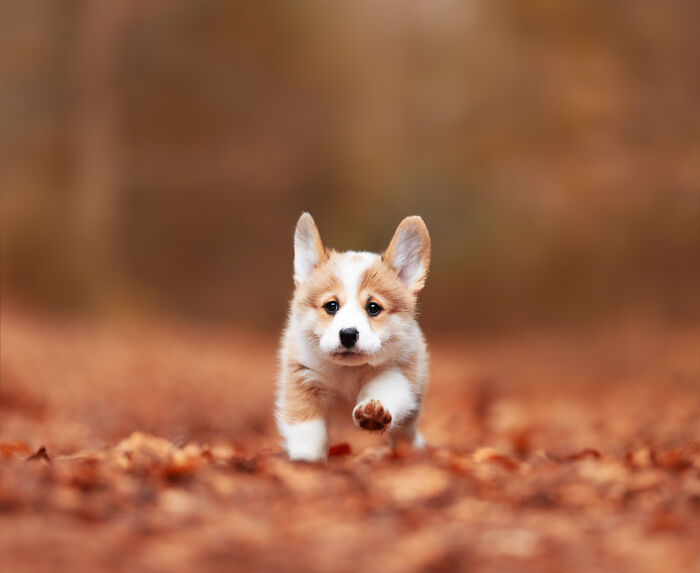 Adorable corgi puppy running through autumn leaves in a vibrant setting, one of the best dog photos from the community