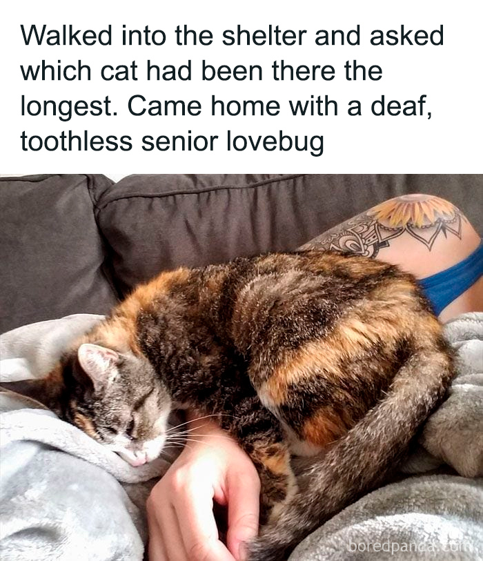 Senior lovebug cat resting on a person's arm, showcasing a feel-good moment to restore faith in humanity.