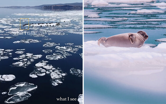 Side-by-side photos showing the difference between what the photographer sees and what they capture with a seal on ice.