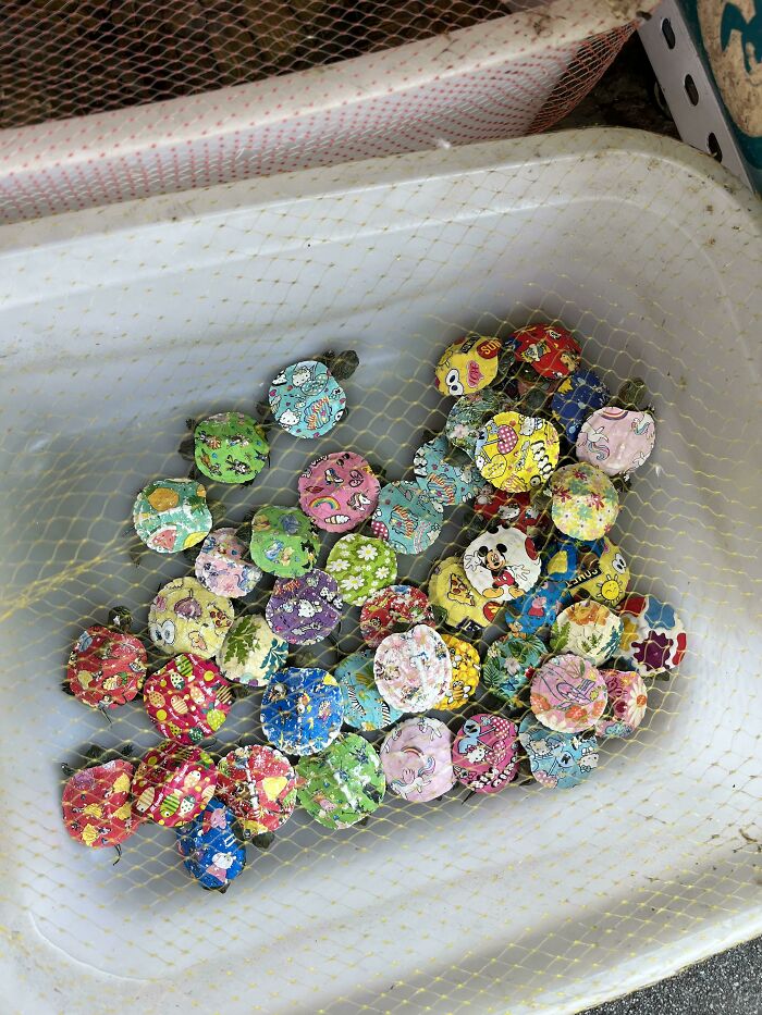 Turtles with colorful patterned shells in a netted white container representing traumatizing the next generation.