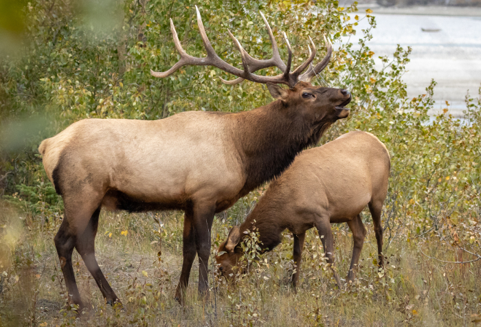Elk in a forested area near a river, showcasing animals that start with E and their natural habitat. Elk in a forested area near a river, showcasing animals that start with E and their natural habitat.