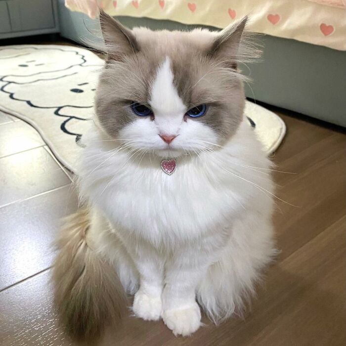 Fluffy cat with blue eyes and a heart-shaped collar sitting on the floor among adorable pet pics.
