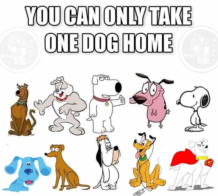 Cartoon dogs including Scooby-Doo, Brian, Snoopy, and Pluto with text about taking one dog home for social media connection.
