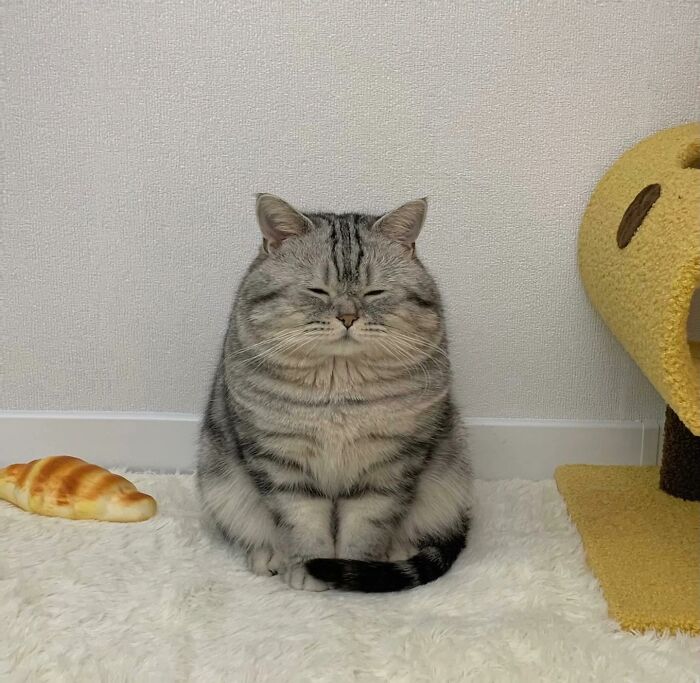 Chubby gray tabby cat sitting on a soft white rug next to a yellow cat house and a toy shaped like bread, adorable pet pics.