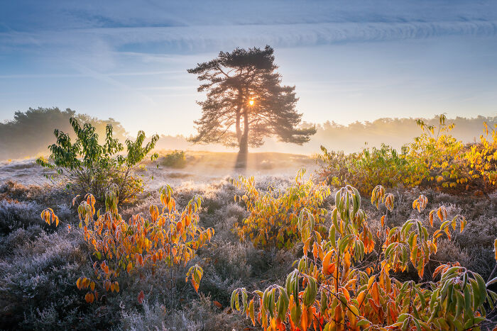 Sunlight shining through a tree in a colorful autumn landscape with frost, showcasing breathtaking travel photography.