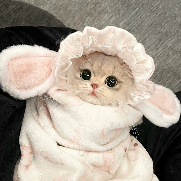Adorable cat dressed in a soft bunny costume with big ears, one of the cutest pet pics sure to melt your heart.