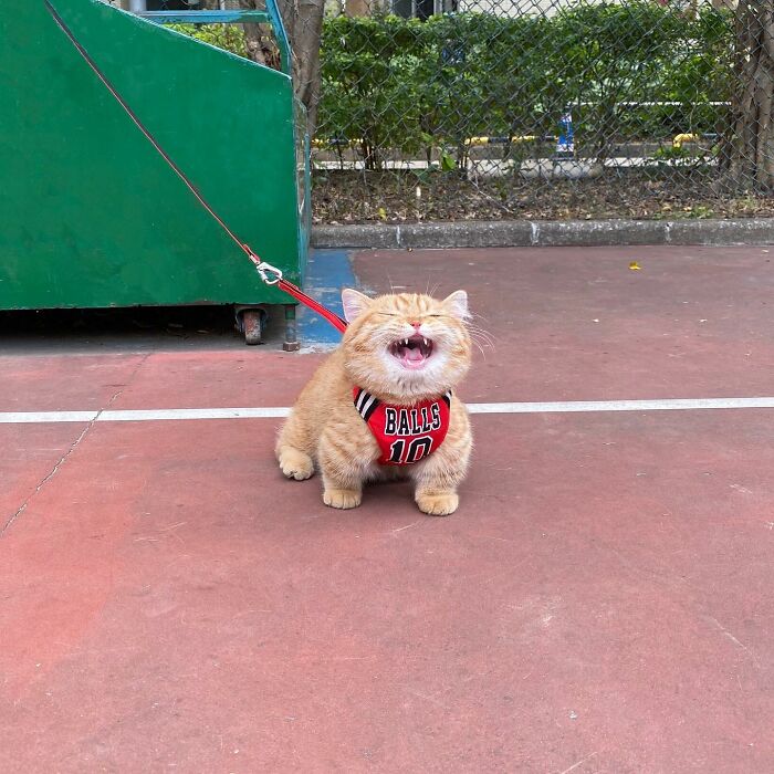 Adorable orange cat wearing a red harness sitting on a court, showcasing one of the cutest pet pics to melt your heart.