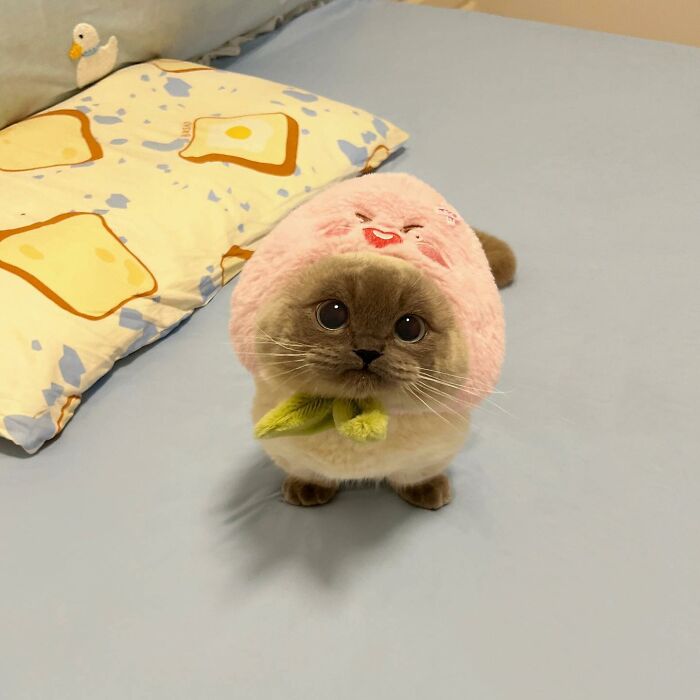 Fluffy cat wearing a pink plush hood with a cute face, sitting on a bed near a pillow featuring toast illustrations.
