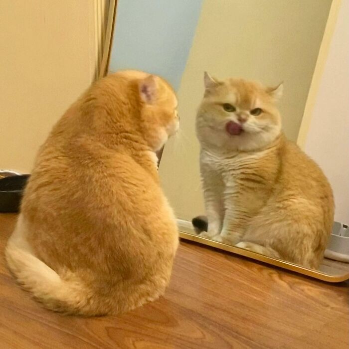 Adorable orange cat sitting on wooden floor, looking at its reflection in a mirror, cute pet pics to melt hearts.