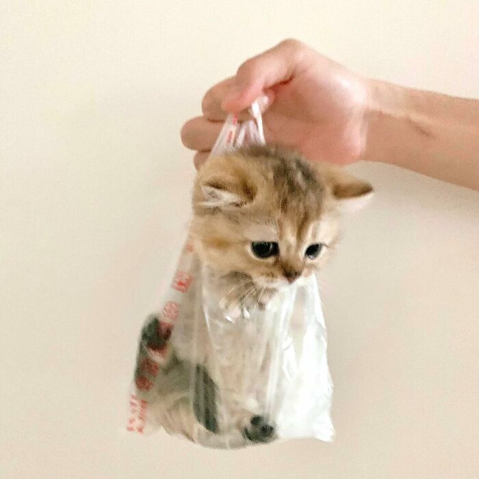 Adorable kitten in a plastic bag held by hand, one of the cute pet pics sure to melt your heart instantly