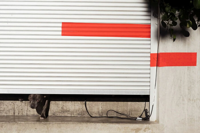 Small dog peeking under a partially closed shutter in a candid street photo capturing an urban moment.