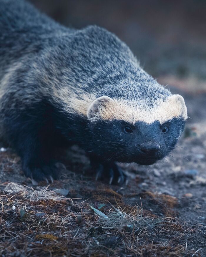 Wildlife close-up of a honey badger on the ground showing detailed fur texture and intense eyes in natural habitat.